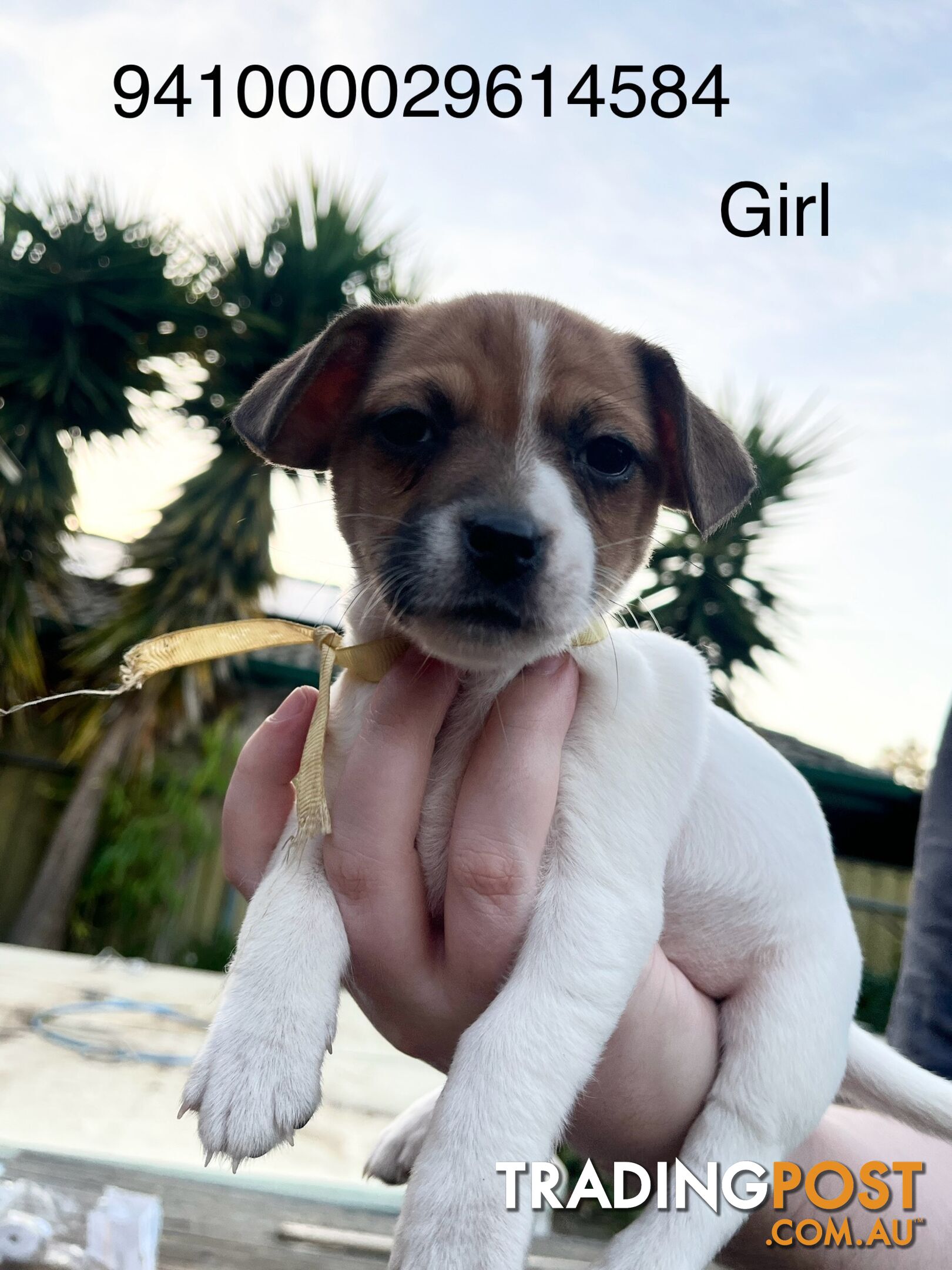 Jack Russell Terrier puppies