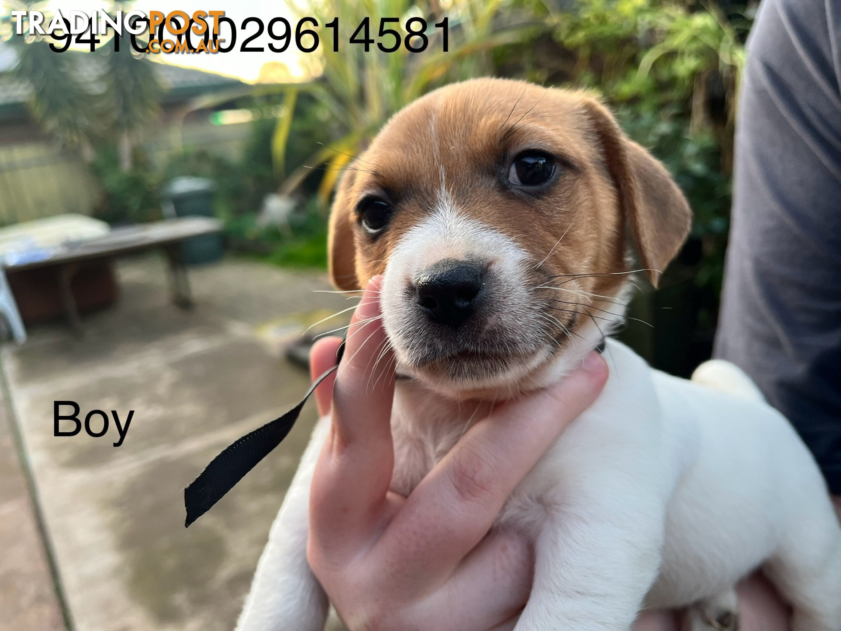 Jack Russell Terrier puppies