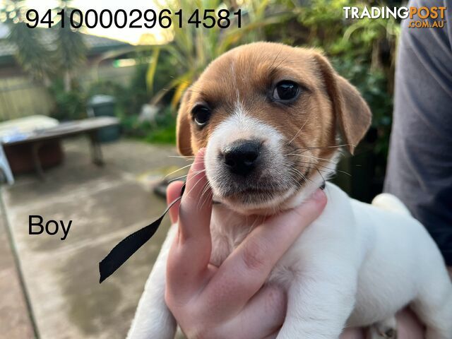 Jack Russell Terrier puppies