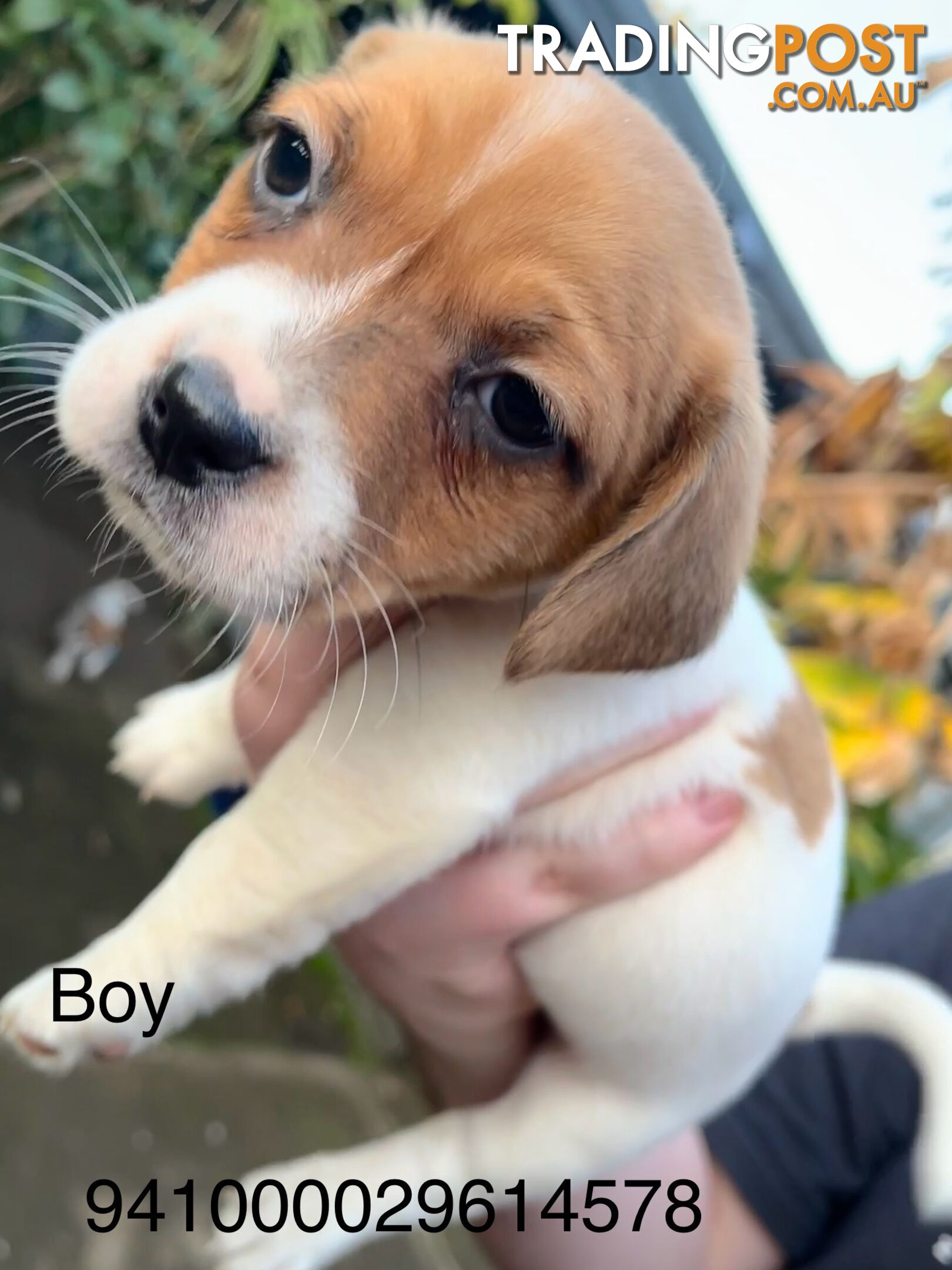 Jack Russell Terrier puppies