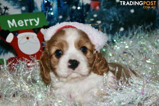 CAVALIER KING CHARLES - MALE - ALL DNA CLEAR - SUPER CUTE