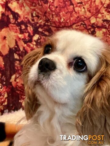 CAVALIER KING CHARLES ADULT FEMALE - DESEXED VACC ETC