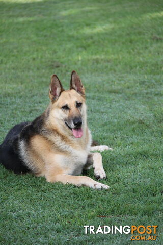 GERMAN SHEPHERD GORGEOUS ADULT FEMALE DESEXED