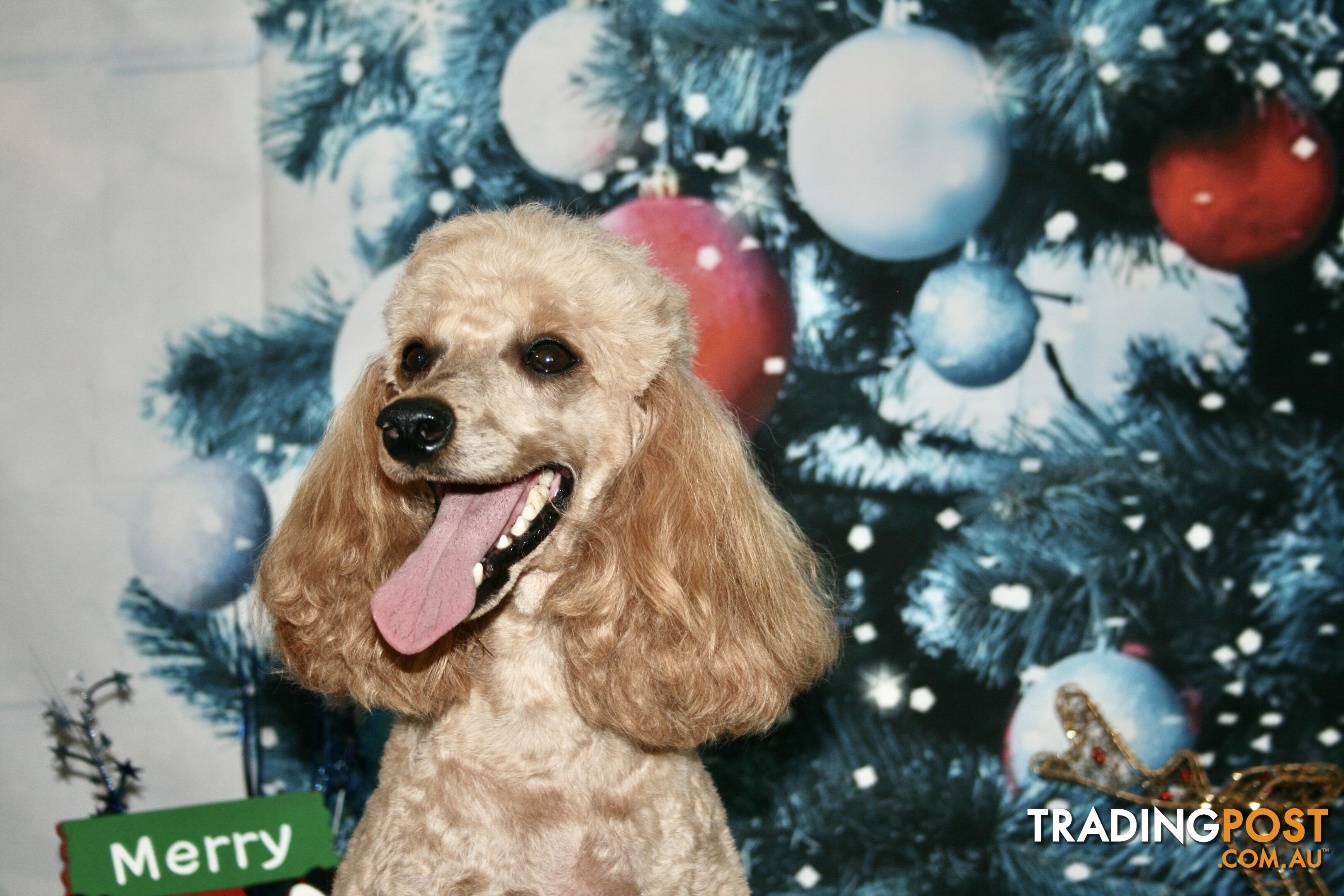 TOY POODLE CHARMING MALE DESEXED VERY CUDDLY