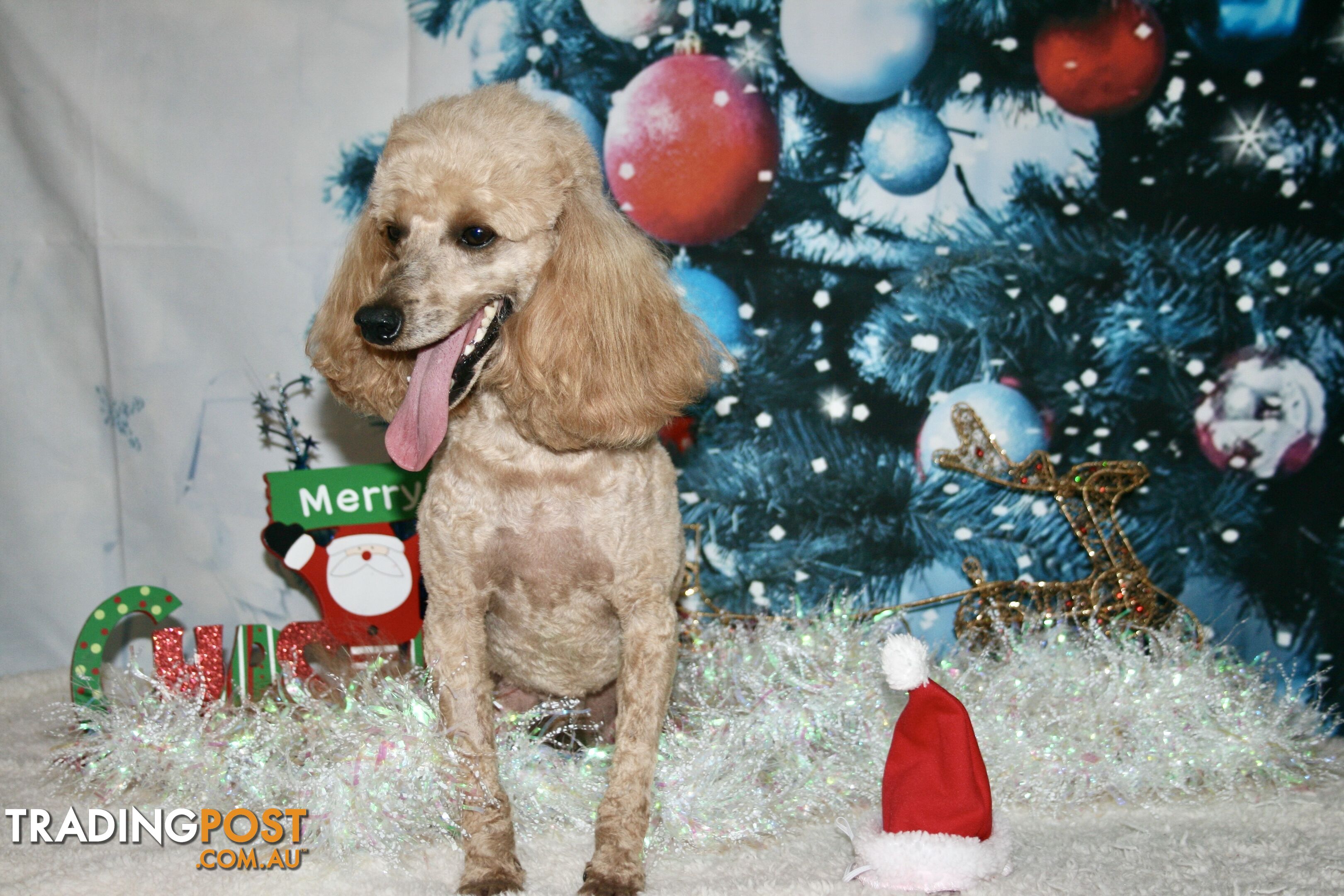 TOY POODLE CHARMING MALE DESEXED VERY CUDDLY