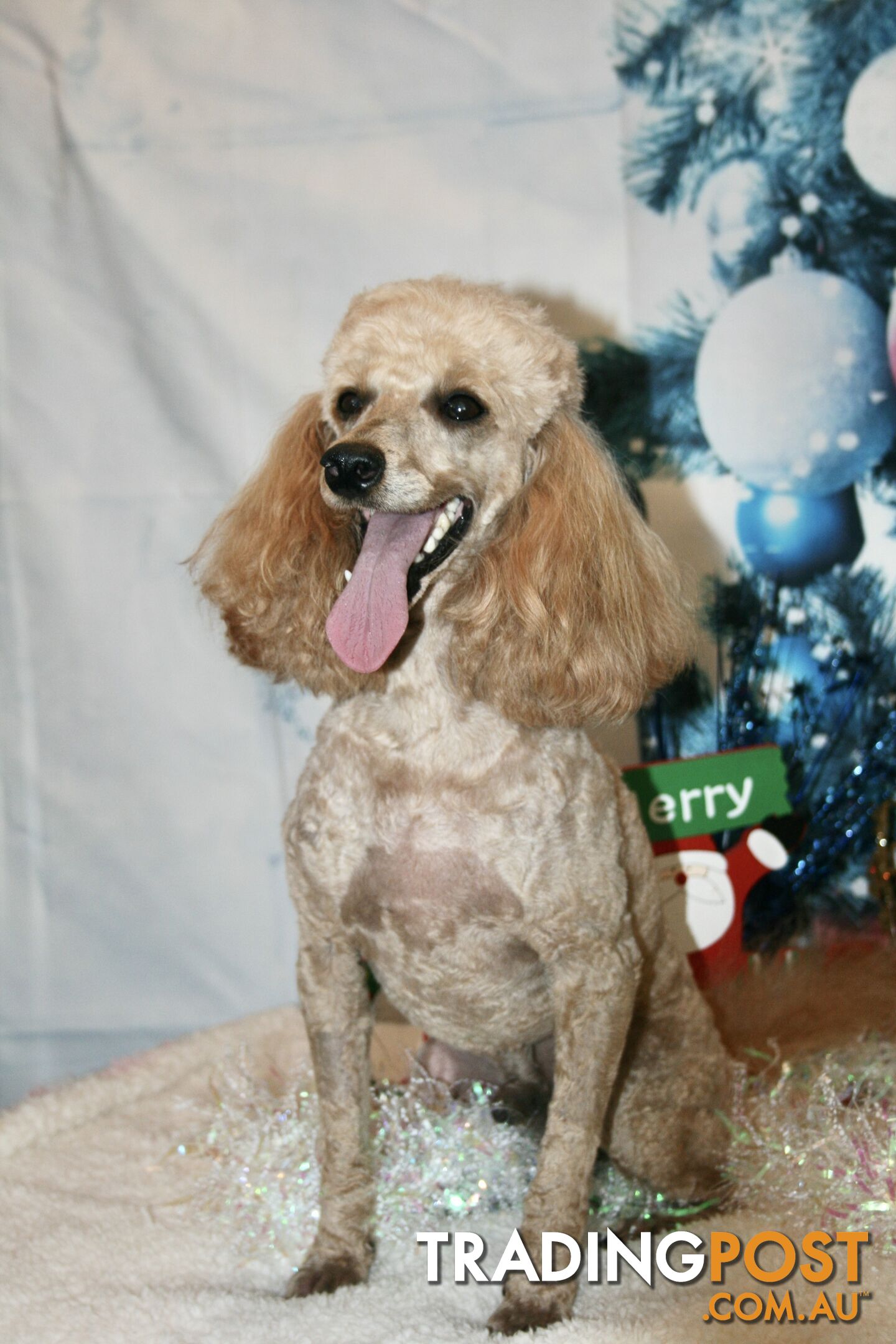 TOY POODLE CHARMING MALE DESEXED VERY CUDDLY