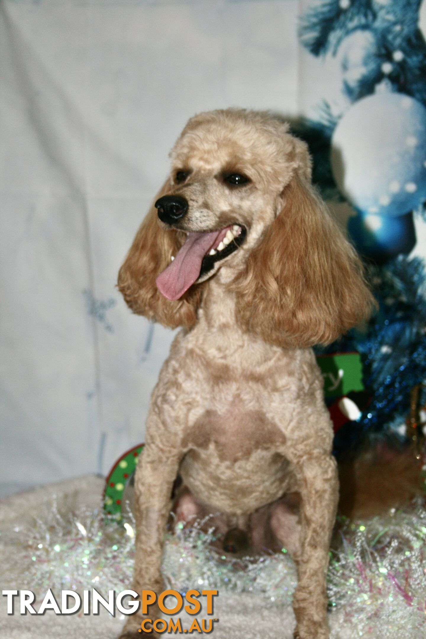 TOY POODLE CHARMING MALE DESEXED VERY CUDDLY