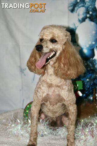 TOY POODLE CHARMING MALE DESEXED VERY CUDDLY