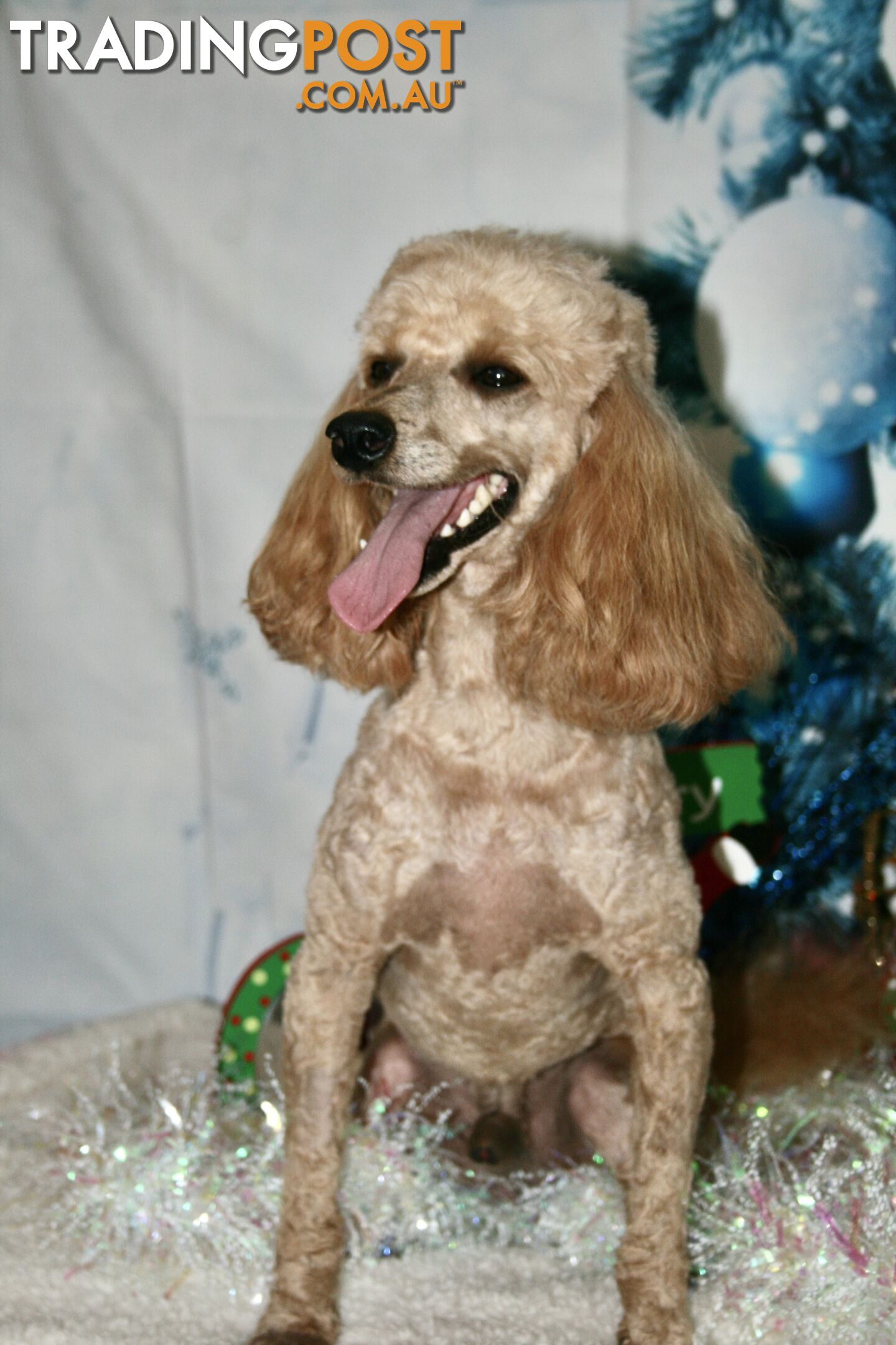 TOY POODLE CHARMING MALE DESEXED VERY CUDDLY