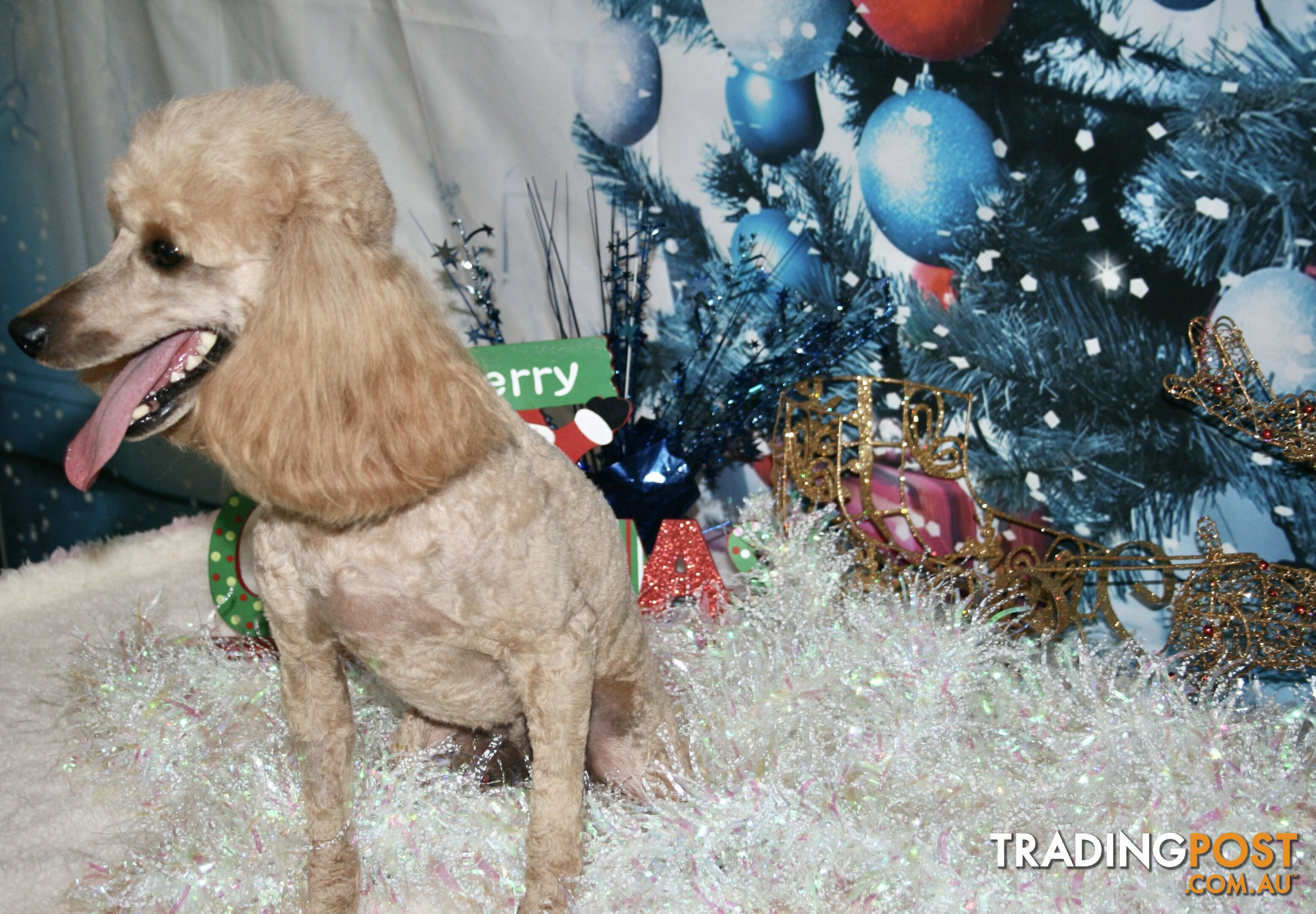 TOY POODLE CHARMING MALE DESEXED VERY CUDDLY