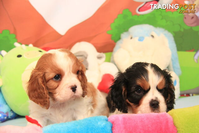 CAVALIER KING CHARLES - 2 X MALES - ALL DNA CLEAR - SUPER CUTE