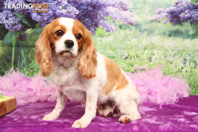 CAVALIER KING CHARLES ADULT FEMALE - DESEXED VACC ETC