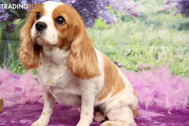 CAVALIER KING CHARLES ADULT FEMALE - DESEXED VACC ETC