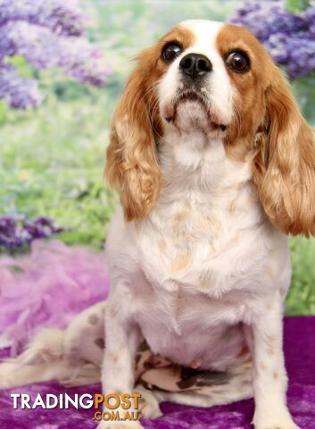 CAVALIER KING CHARLES ADULT FEMALE - DESEXED VACC ETC