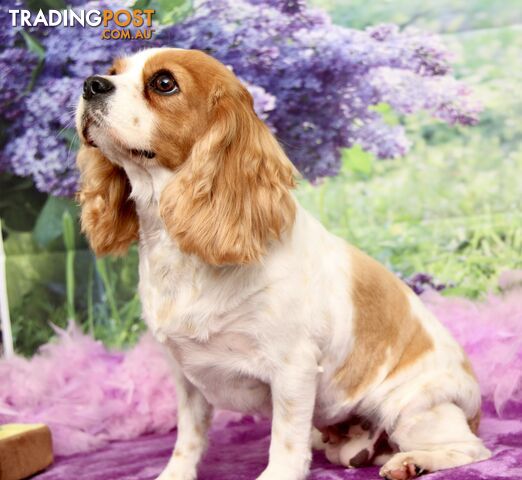 CAVALIER KING CHARLES ADULT FEMALE - DESEXED VACC ETC