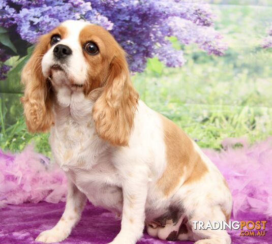 CAVALIER KING CHARLES ADULT FEMALE - DESEXED VACC ETC