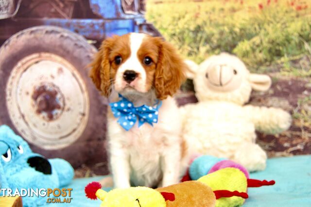 CAVALIER KING CHARLES - MALE - ALL DNA CLEAR - SUPER CUTE