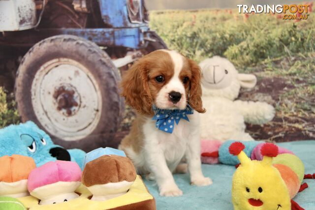 CAVALIER KING CHARLES - MALE - ALL DNA CLEAR - SUPER CUTE