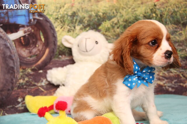 CAVALIER KING CHARLES - MALE - ALL DNA CLEAR - SUPER CUTE