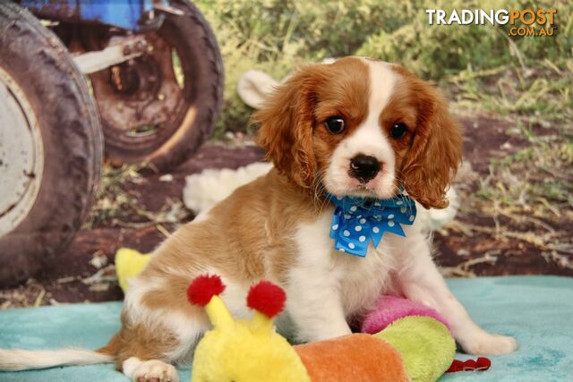 CAVALIER KING CHARLES - MALE - ALL DNA CLEAR - SUPER CUTE