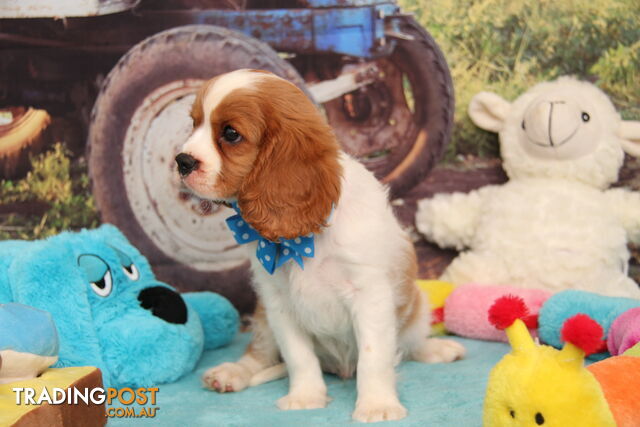 CAVALIER KING CHARLES - MALE - ALL DNA CLEAR - SUPER CUTE