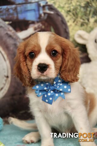 CAVALIER KING CHARLES - MALE - ALL DNA CLEAR - SUPER CUTE