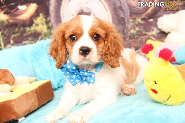 CAVALIER KING CHARLES - MALE - ALL DNA CLEAR - SUPER CUTE