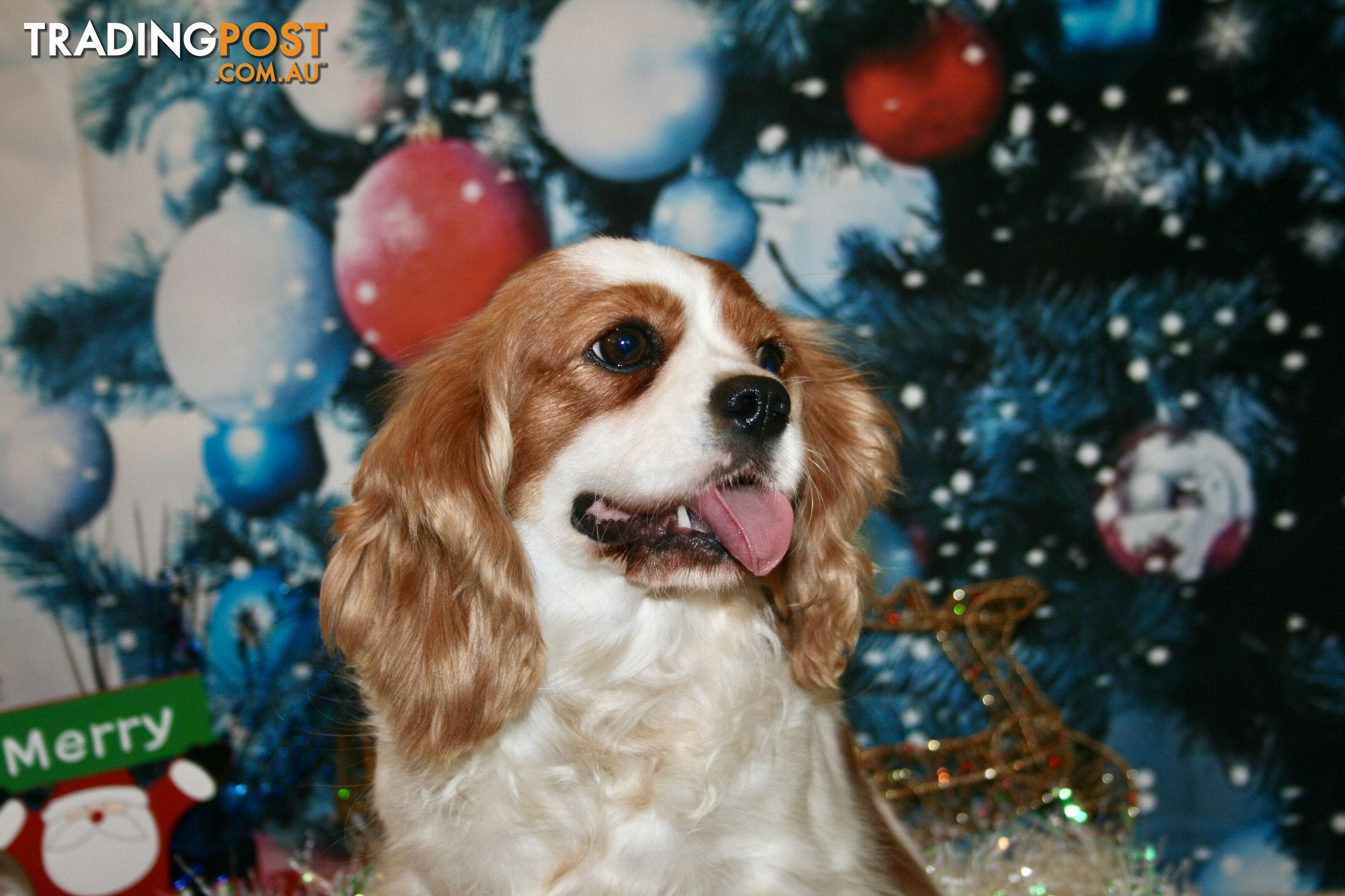 CAVALIER KING CHARLES GORGEOUS ADULT FEMALE - DESEXED VACC ETC