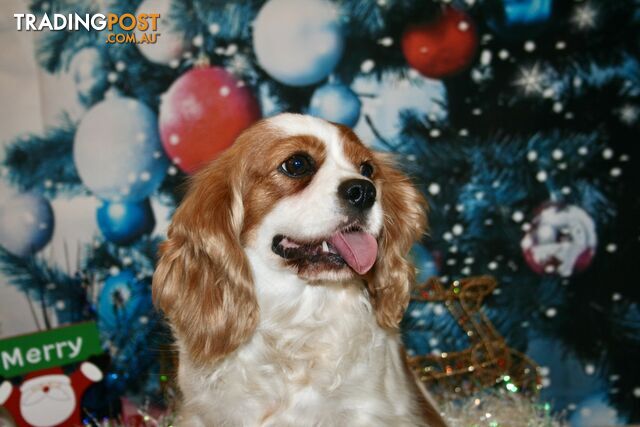 CAVALIER KING CHARLES GORGEOUS ADULT FEMALE - DESEXED VACC ETC