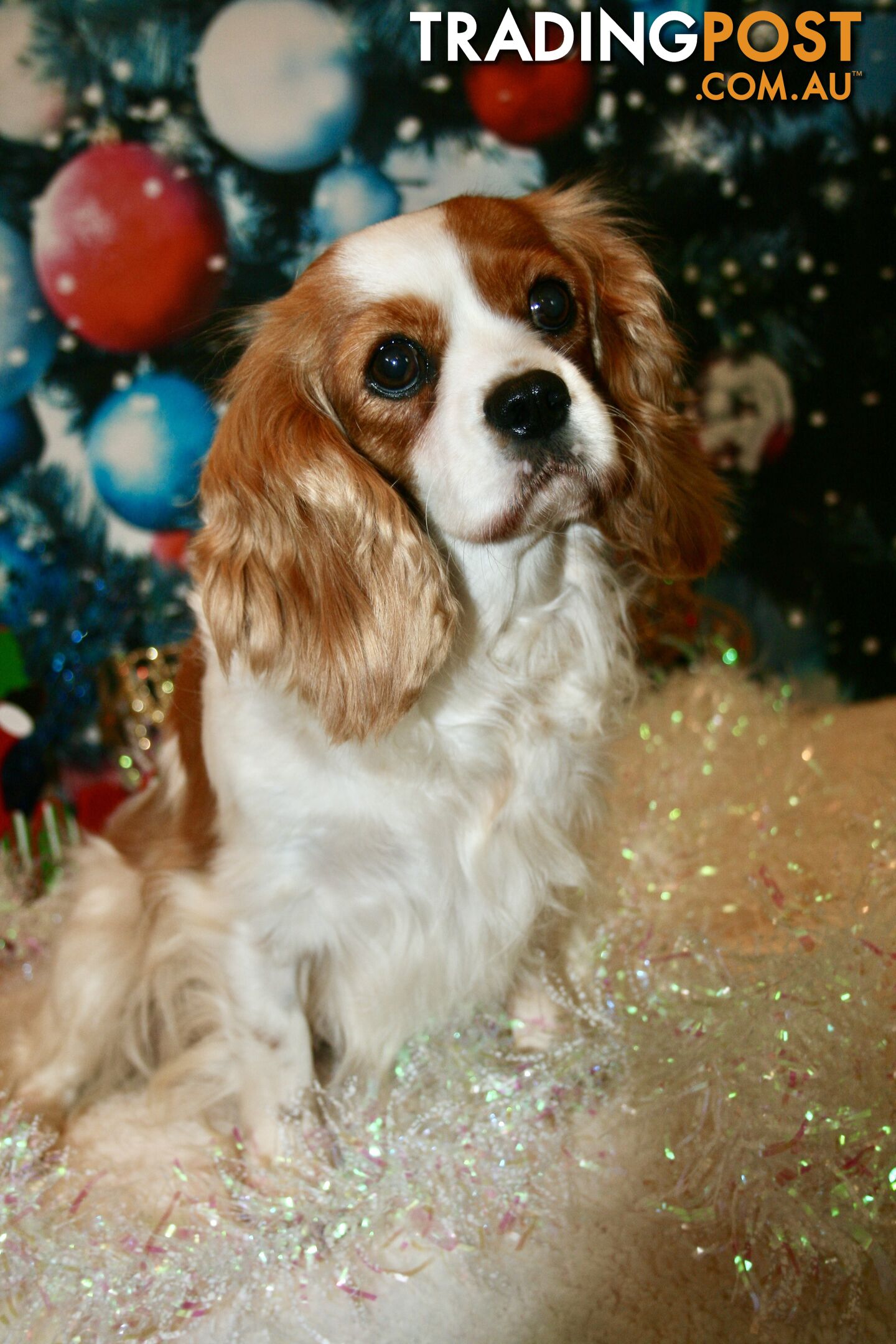 CAVALIER KING CHARLES GORGEOUS ADULT FEMALE - DESEXED VACC ETC