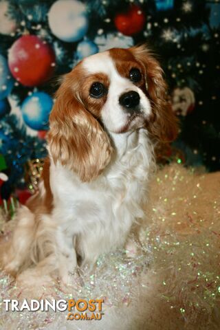 CAVALIER KING CHARLES GORGEOUS ADULT FEMALE - DESEXED VACC ETC