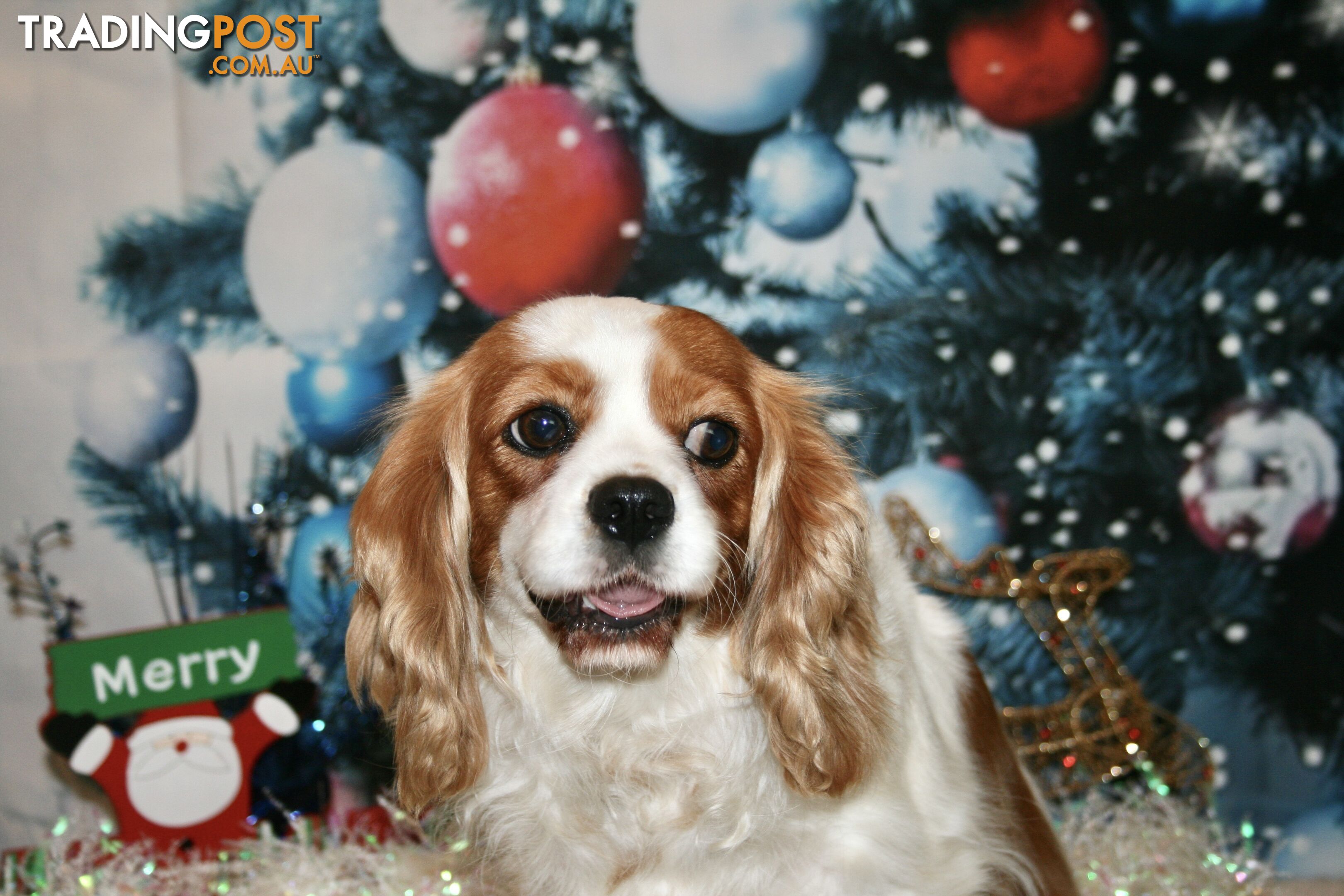 CAVALIER KING CHARLES GORGEOUS ADULT FEMALE - DESEXED VACC ETC