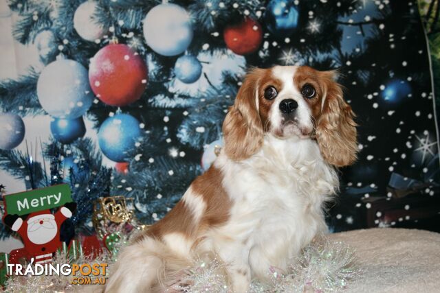 CAVALIER KING CHARLES GORGEOUS ADULT FEMALE - DESEXED VACC ETC