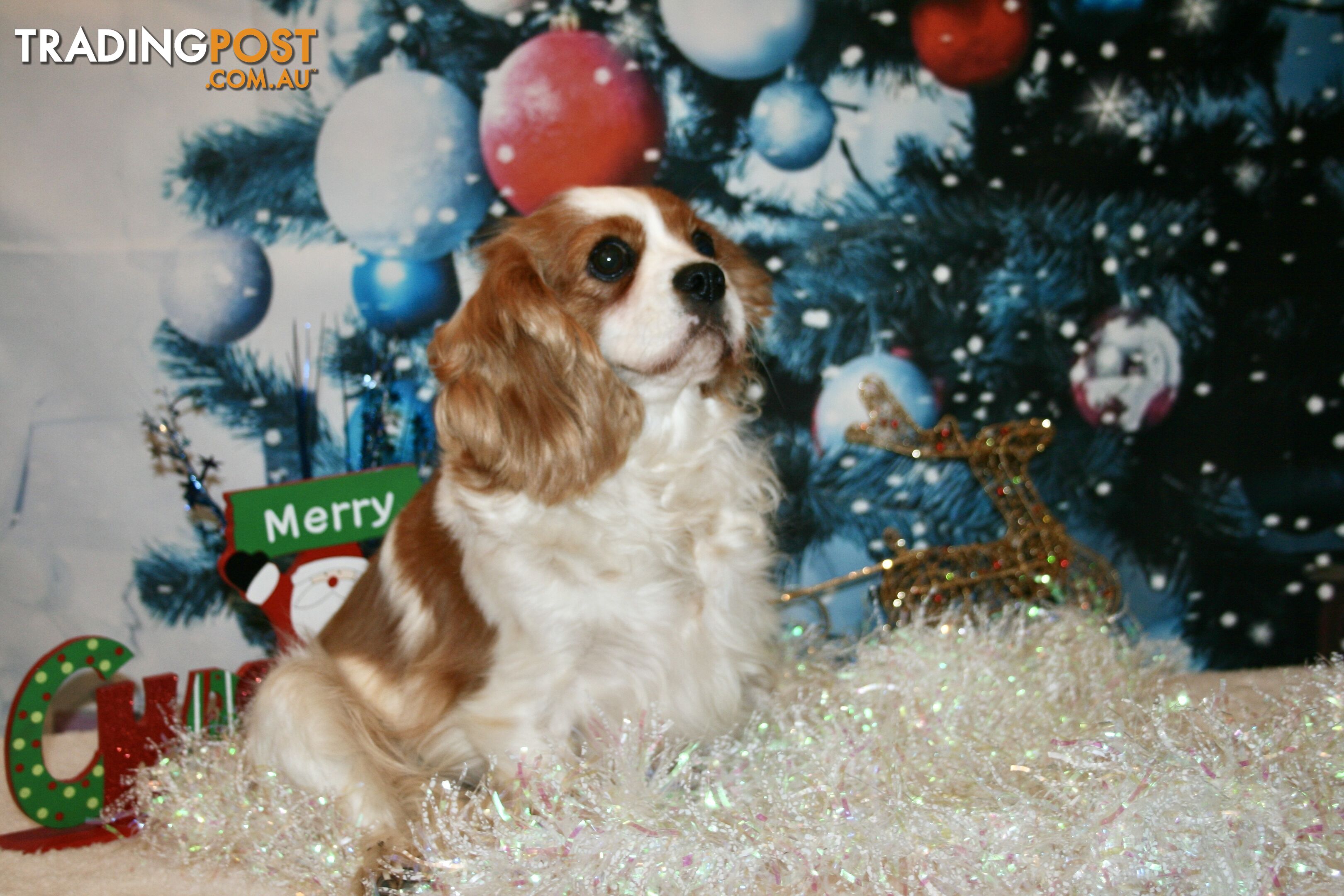 CAVALIER KING CHARLES GORGEOUS ADULT FEMALE - DESEXED VACC ETC