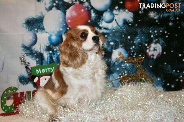 CAVALIER KING CHARLES GORGEOUS ADULT FEMALE - DESEXED VACC ETC