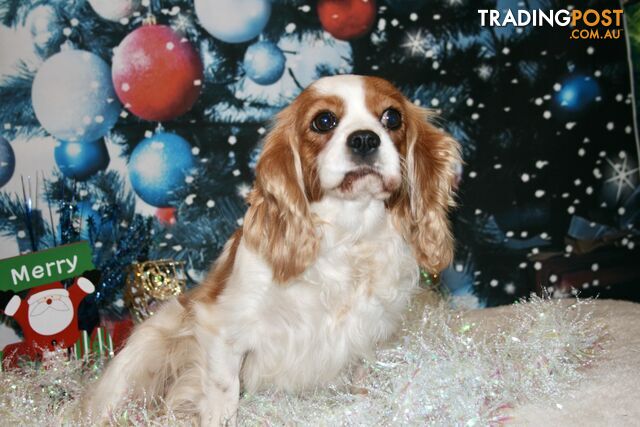 CAVALIER KING CHARLES GORGEOUS ADULT FEMALE - DESEXED VACC ETC