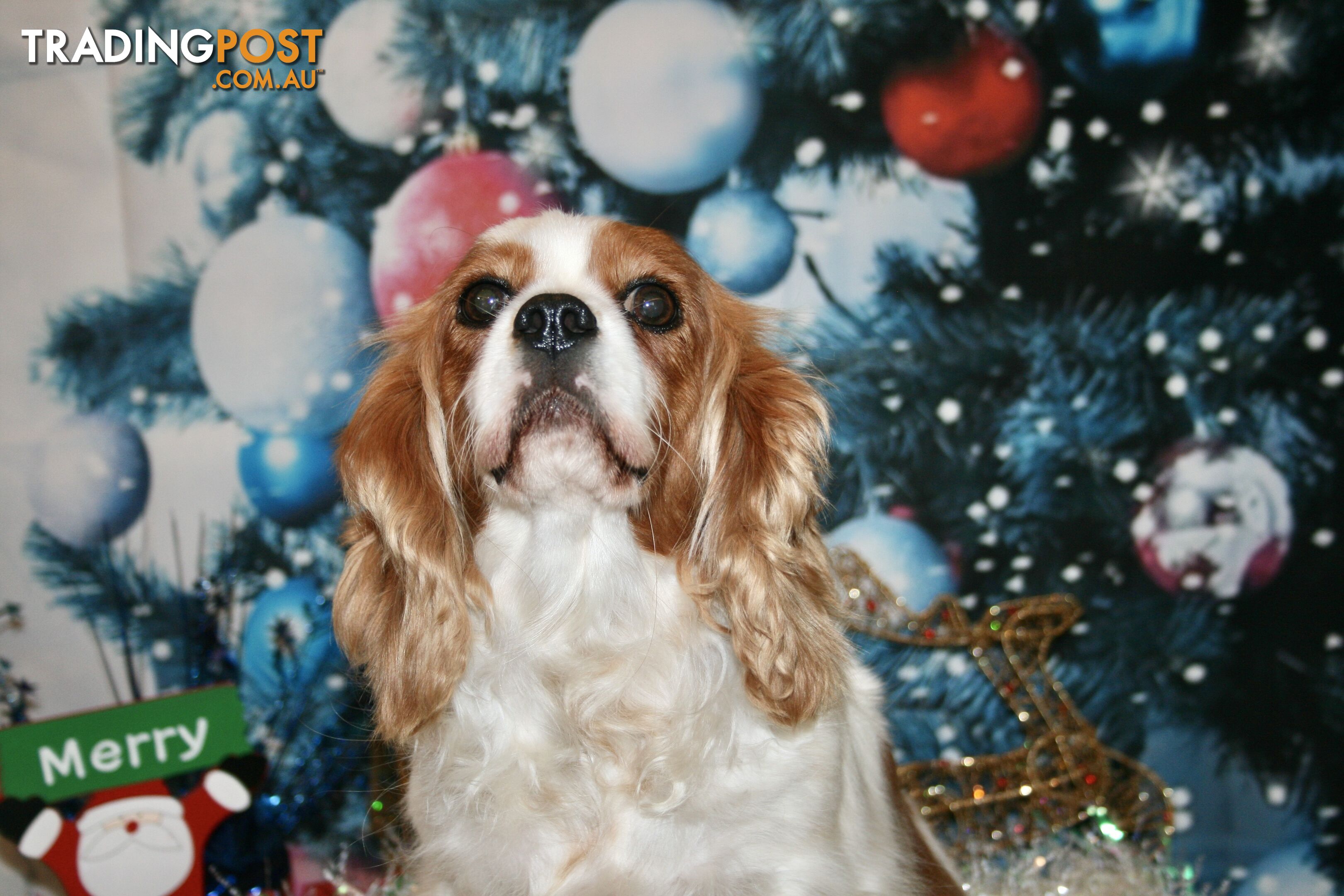 CAVALIER KING CHARLES GORGEOUS ADULT FEMALE - DESEXED VACC ETC