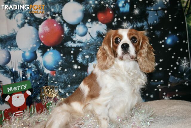 CAVALIER KING CHARLES GORGEOUS ADULT FEMALE - DESEXED VACC ETC