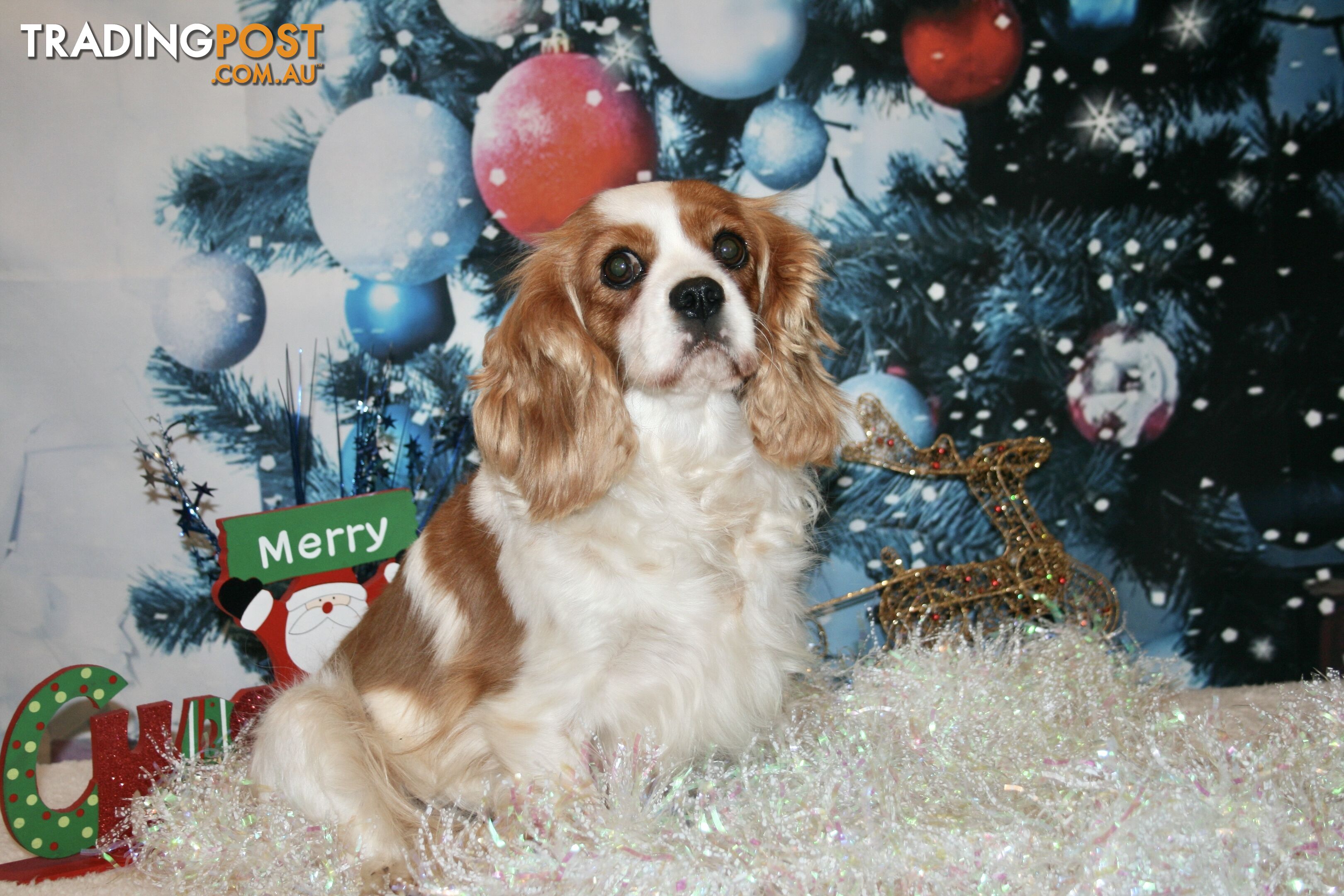 CAVALIER KING CHARLES GORGEOUS ADULT FEMALE - DESEXED VACC ETC