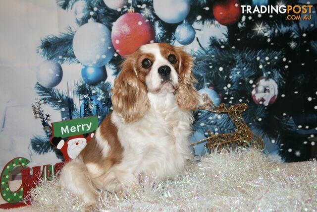 CAVALIER KING CHARLES GORGEOUS ADULT FEMALE - DESEXED VACC ETC