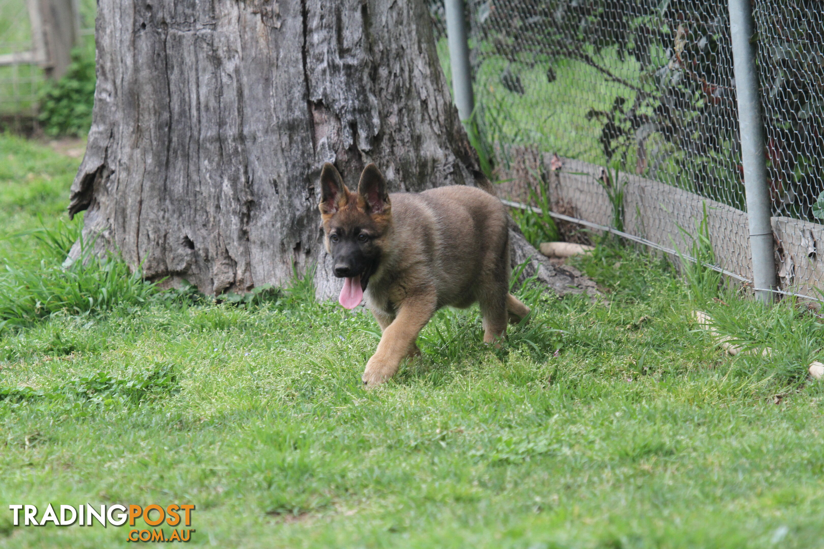 GERMAN SHEPHERD 2 STUNNING MALES PRICE REDUCED PARENTS HIP XRAYED