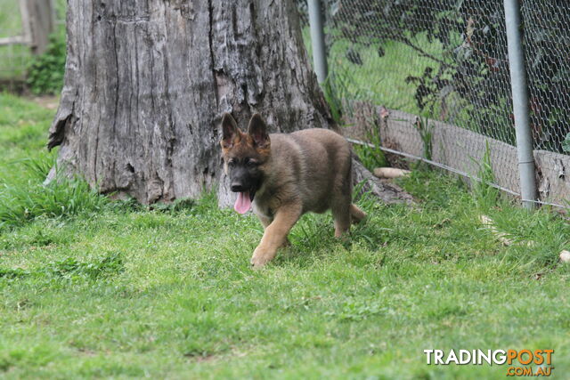 GERMAN SHEPHERD 2 STUNNING MALES PRICE REDUCED PARENTS HIP XRAYED