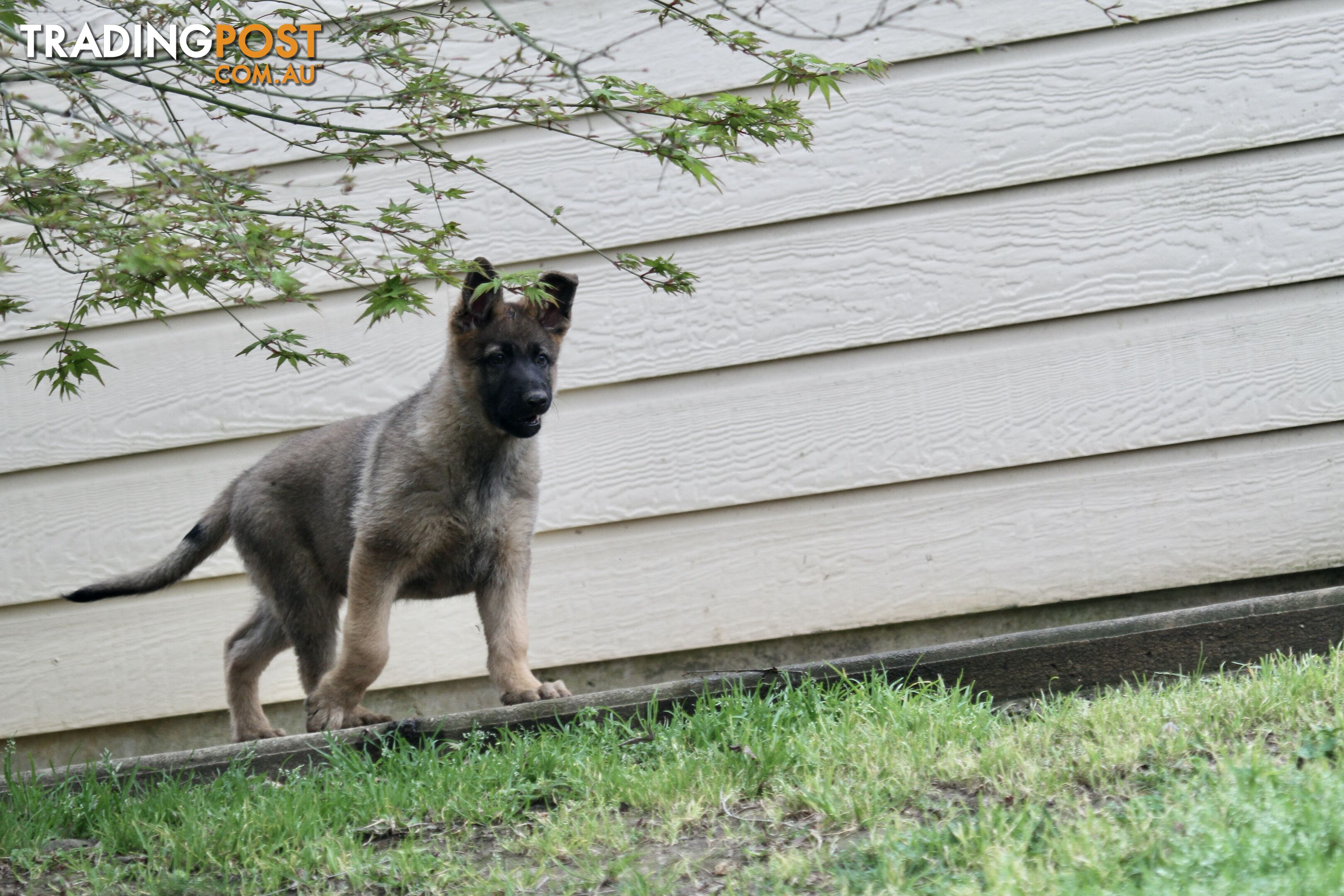 GERMAN SHEPHERD 2 STUNNING MALES PRICE REDUCED PARENTS HIP XRAYED