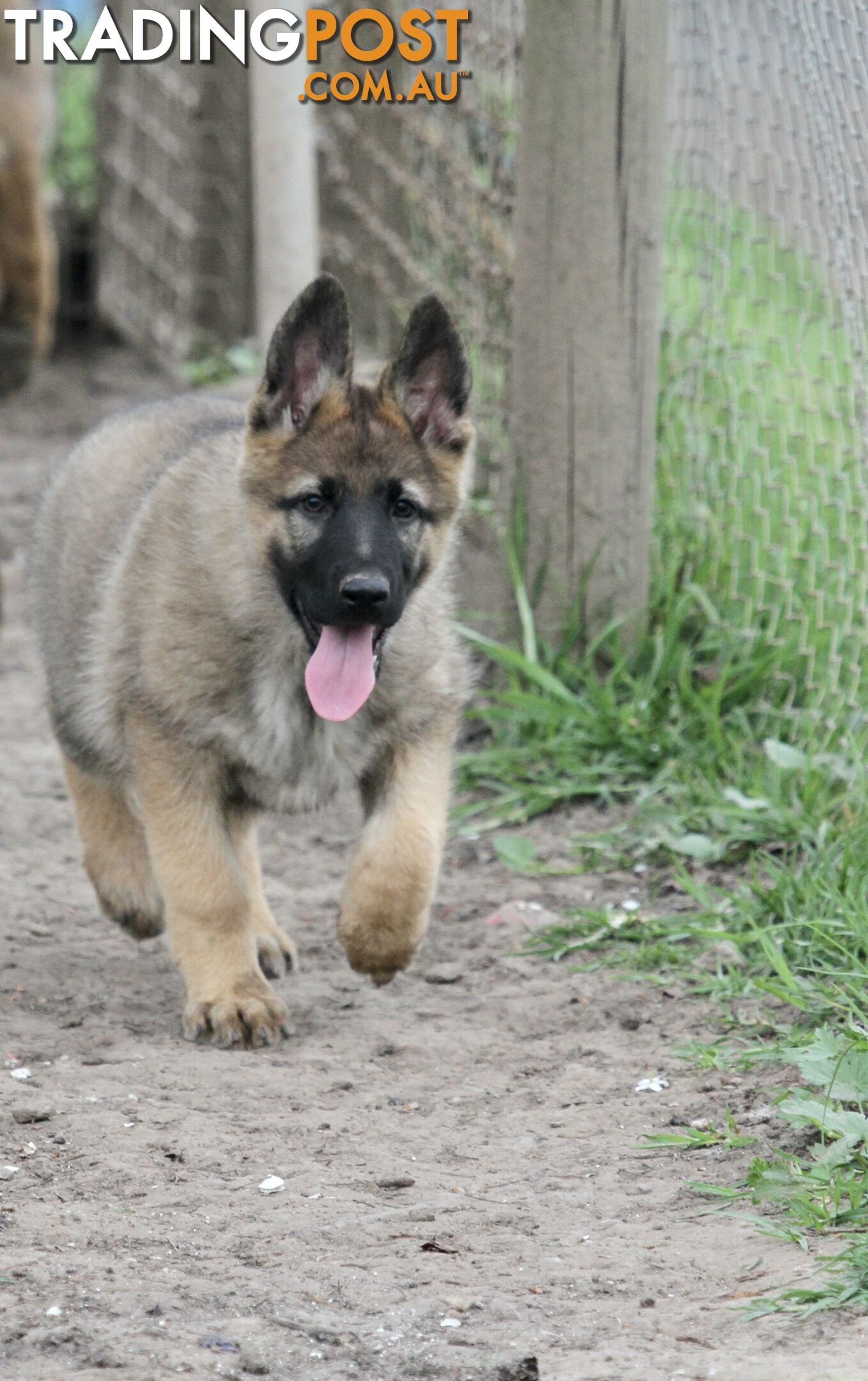 GERMAN SHEPHERD 2 STUNNING MALES PRICE REDUCED PARENTS HIP XRAYED