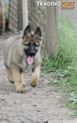 GERMAN SHEPHERD 2 STUNNING MALES PRICE REDUCED PARENTS HIP XRAYED