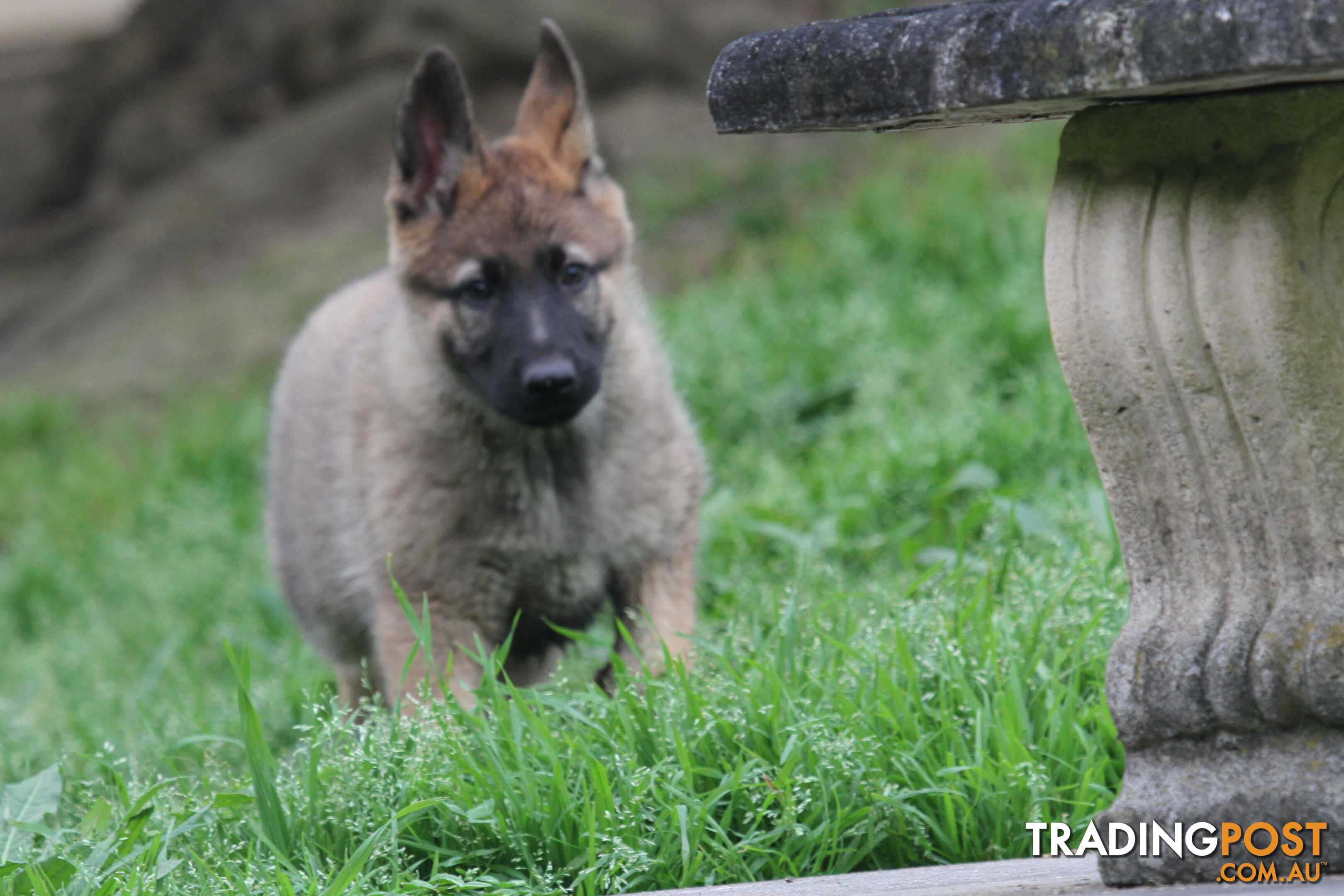 GERMAN SHEPHERD 2 STUNNING MALES PRICE REDUCED PARENTS HIP XRAYED