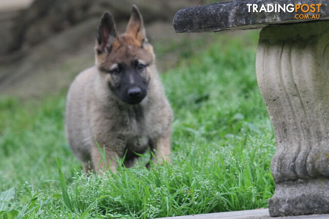 GERMAN SHEPHERD 2 STUNNING MALES PRICE REDUCED PARENTS HIP XRAYED