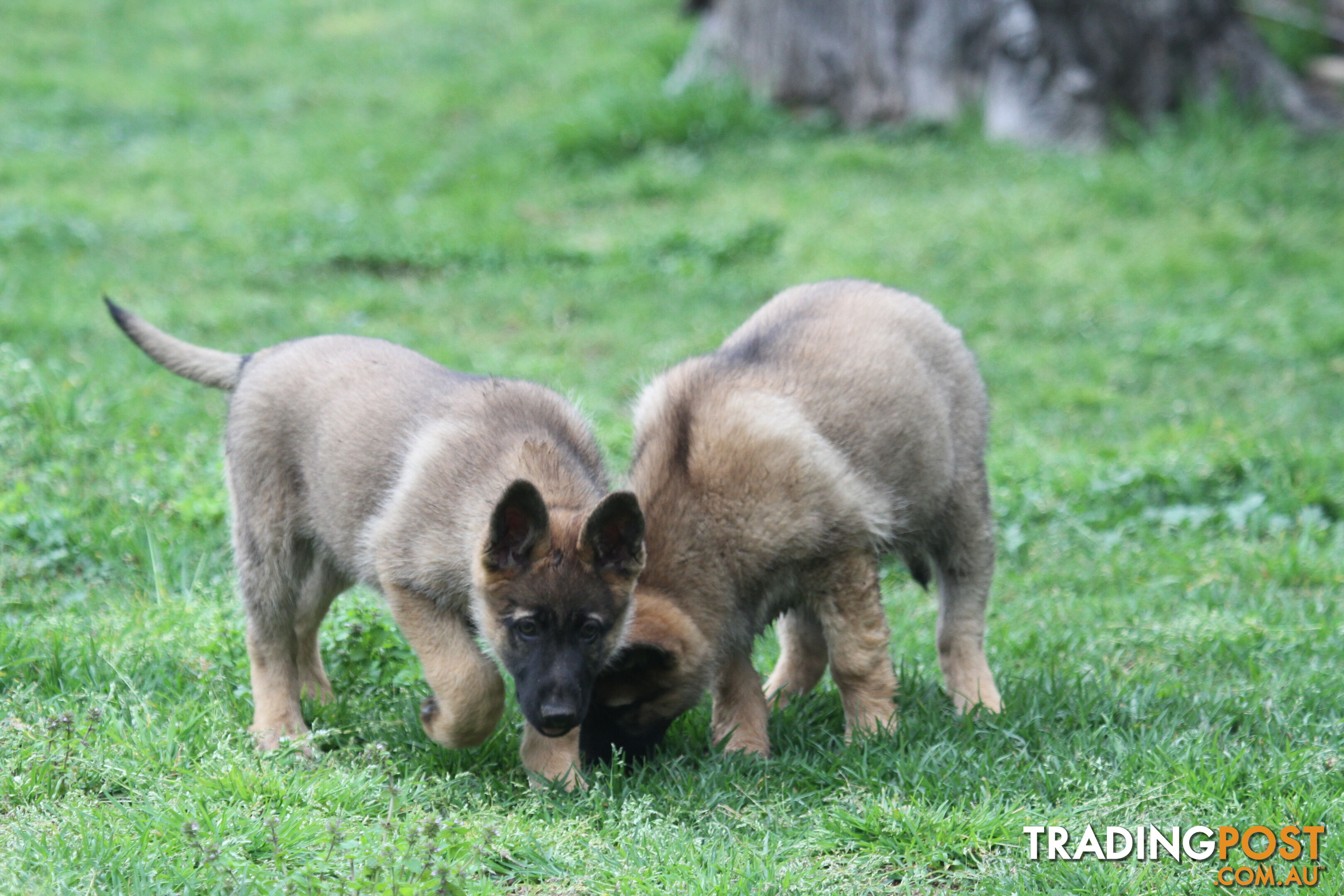 GERMAN SHEPHERD 2 STUNNING MALES PRICE REDUCED PARENTS HIP XRAYED