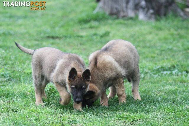 GERMAN SHEPHERD 2 STUNNING MALES PRICE REDUCED PARENTS HIP XRAYED