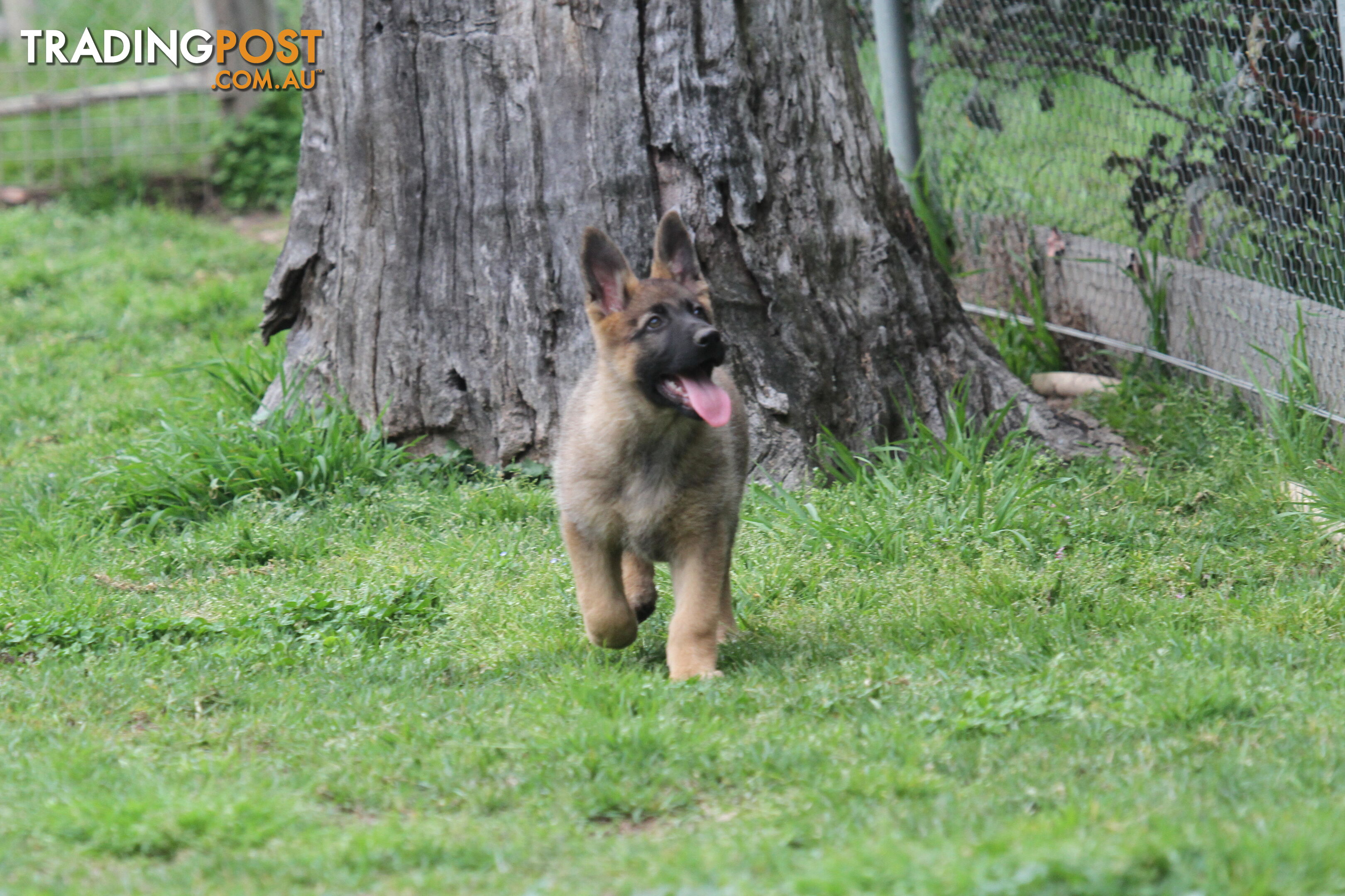 GERMAN SHEPHERD 2 STUNNING MALES PRICE REDUCED PARENTS HIP XRAYED